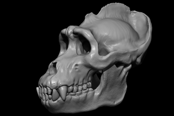 skull05