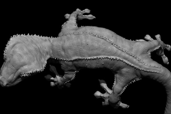 Gecko6